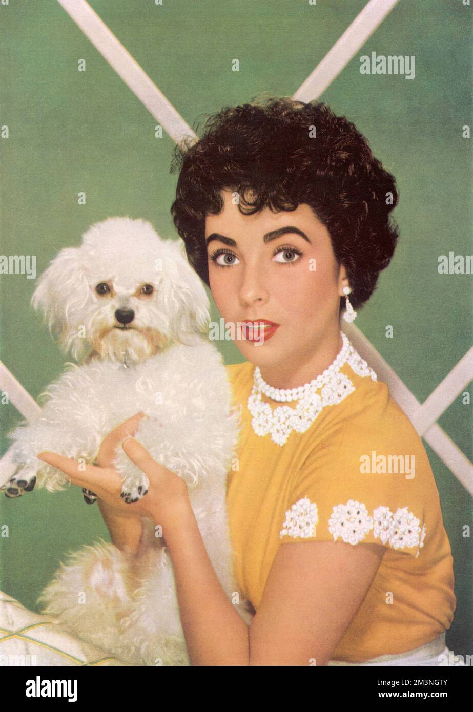 Ritratto fotografico a colori di Elizabeth Taylor (1932-2011), attrice britannica, che regge un cane giocattolo. Data: 1953 Foto Stock