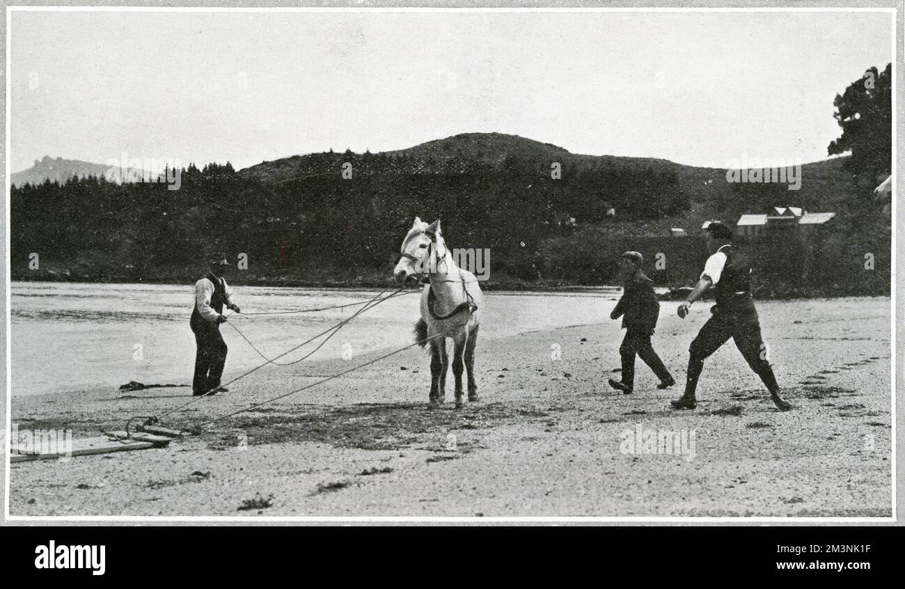 Irrompere i pony per la spedizione polare Scott Foto Stock