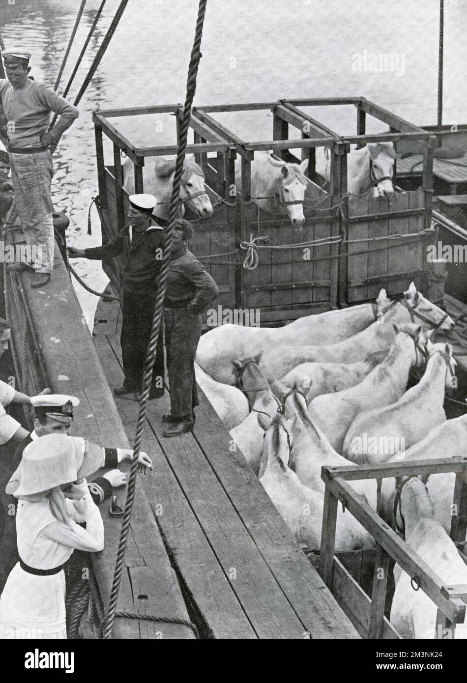 Prendendo venti pony siberiani a bordo della Terra Nova prima che la nave portatrice del capitano Scott e della sua squadra partì dalla Nuova Zelanda, verso l'Antartide e il tentativo di Scott di essere il primo a raggiungere il Polo Sud. Data: 1911 Foto Stock