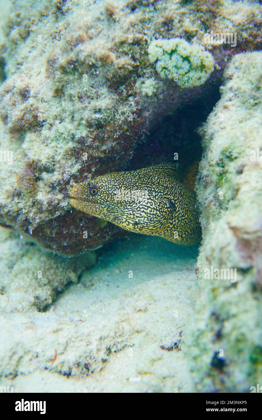 Una bella muraglia macchiata anguilla nella colorata barriera corallina. Scuba Diving fotografia subacquea Foto Stock