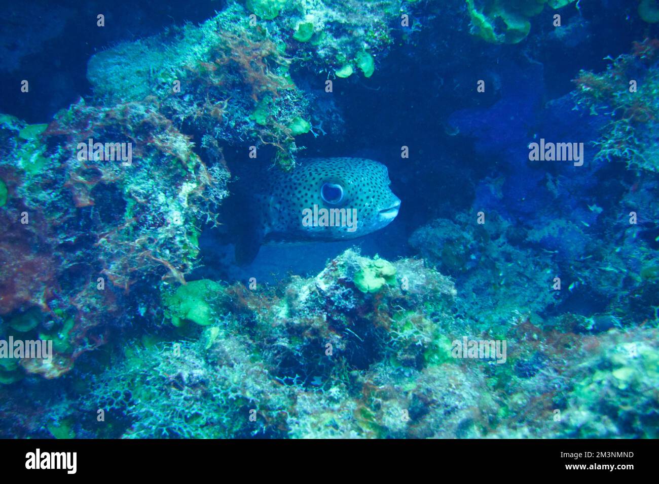 Pesci porpora, pesci pufferfish con modello camo militare Fugu nel Mar dei Caraibi. Curacao, Aruba, Bonaire, animale, Immersioni subacquee, Oceano, sottomarino Foto Stock