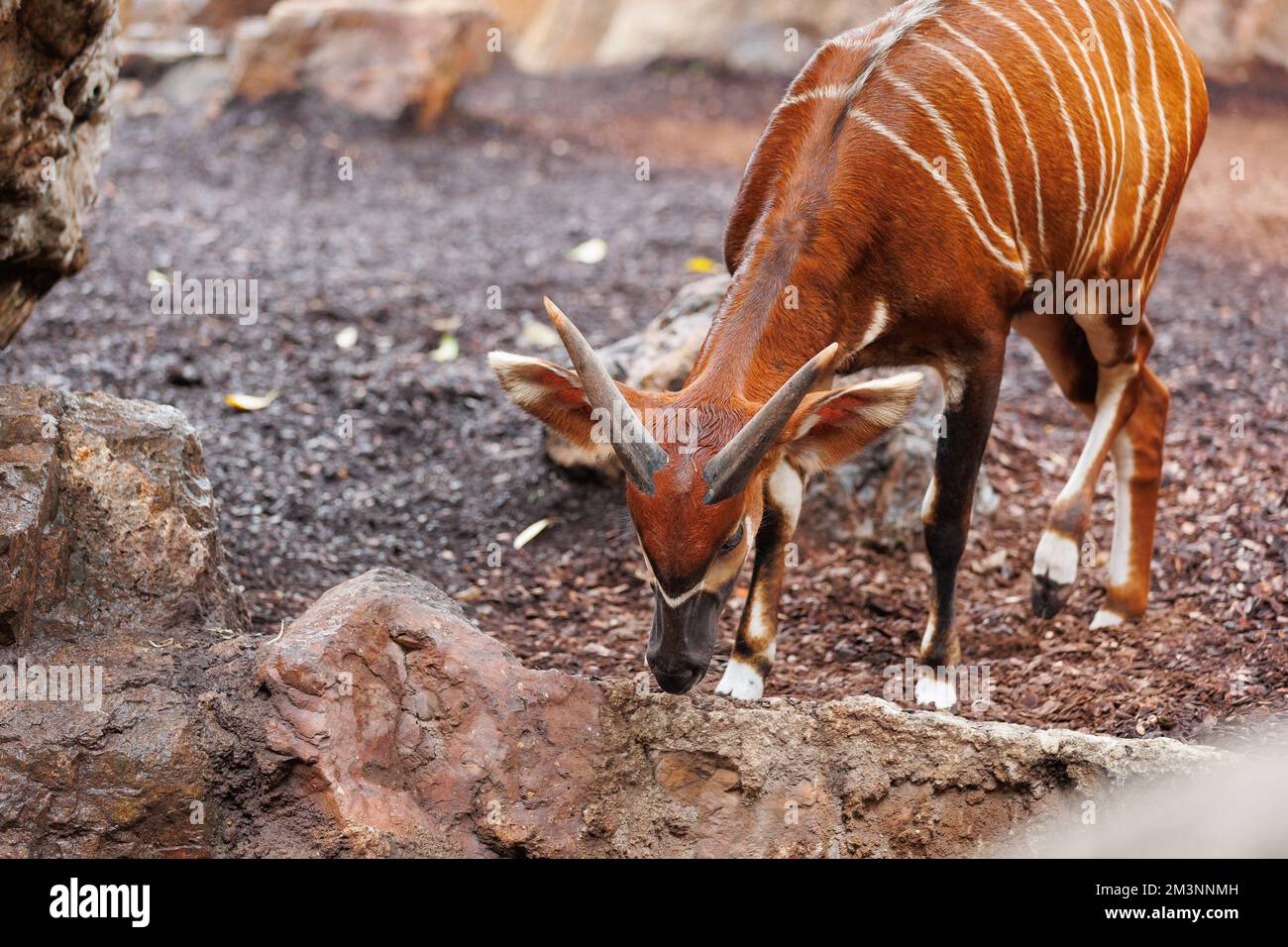 Il Bongo orientale - Tragelaphus eurycerus - una foresta notturna erbivora ungulato con impressionante stelo marrone-rossiccio e corni spiralati. Foto Stock