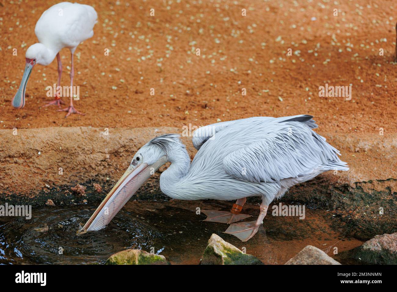 Il Pelican rosa-sostenuto - Pelecanus rufescens - un uccello dell'Africa e dell'Arabia meridionale. Foto Stock