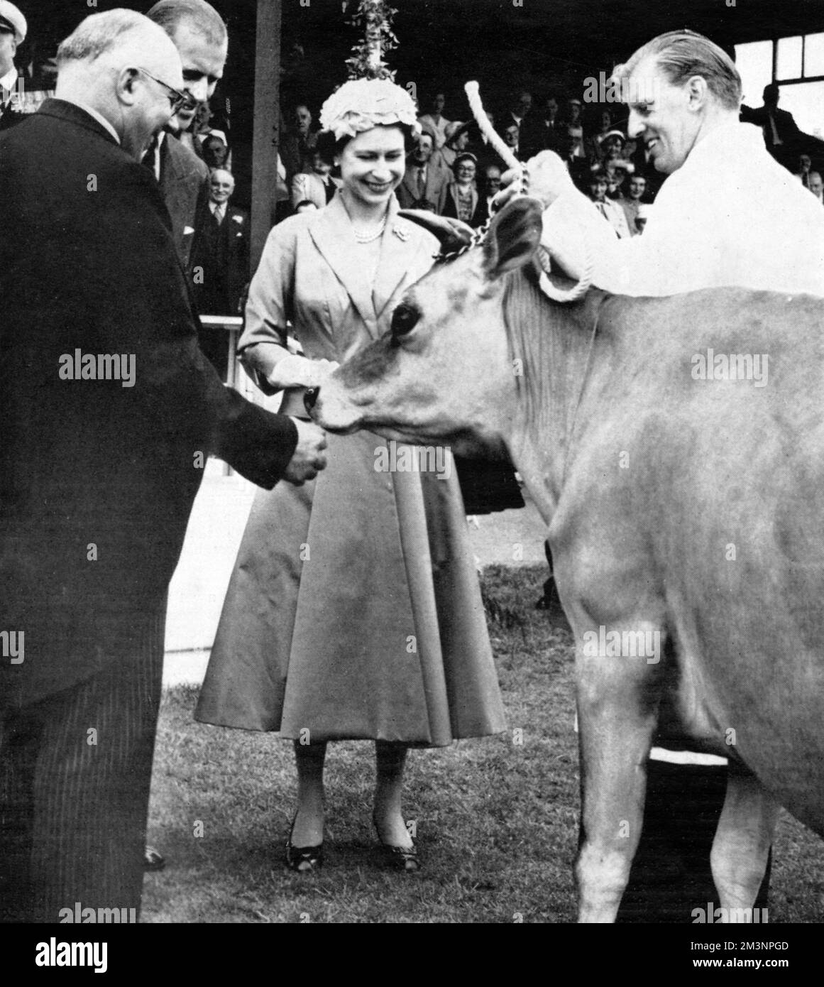 Un regalo per la regina Elisabetta II: Beauchamp Oxford Lady, una Jersey mucca in vitello, da aggiungere alla sua mandria Jersey a Windsor. Il regalo si è svolto presso lo showground di Springfield della Royal Jersey Agricultural and Horticultural Society, 1957. Data: 1957 Foto Stock