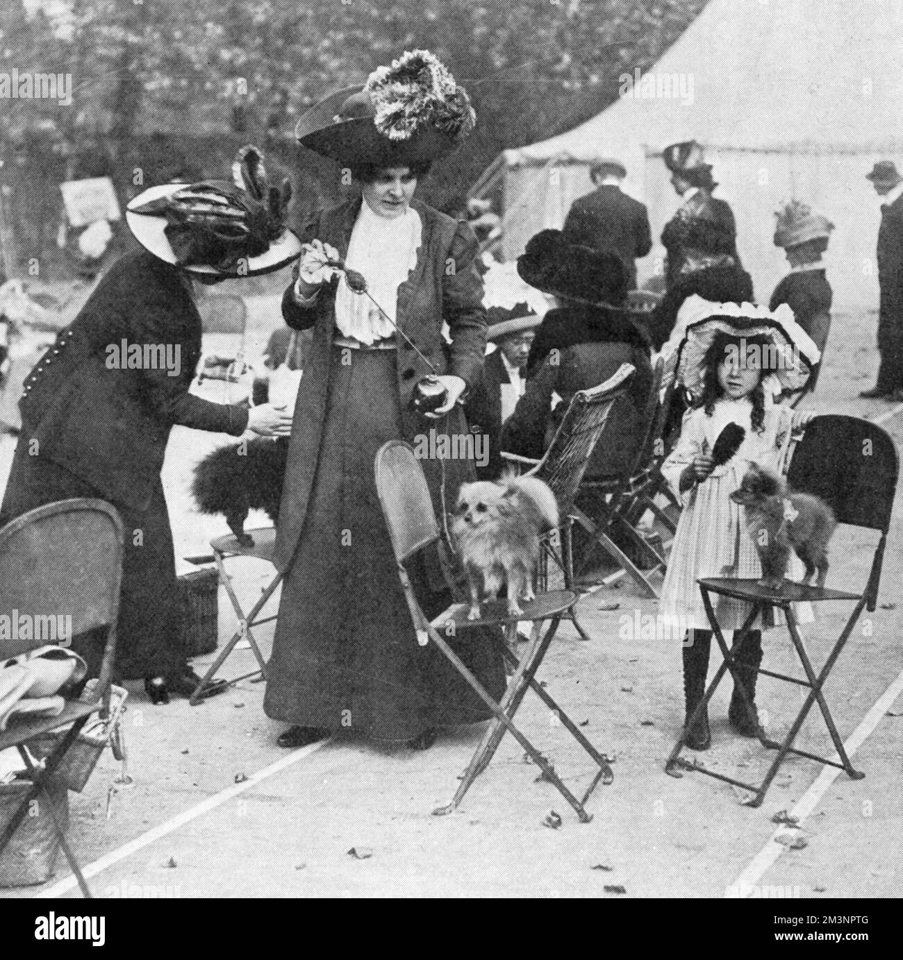 Un paziente Pomeranian si leva in piedi su una sedia pieghevole mentre è squirted con il profumo all'esposizione del cane della società canina del distretto e di Ealing. Data: 1911 Foto Stock