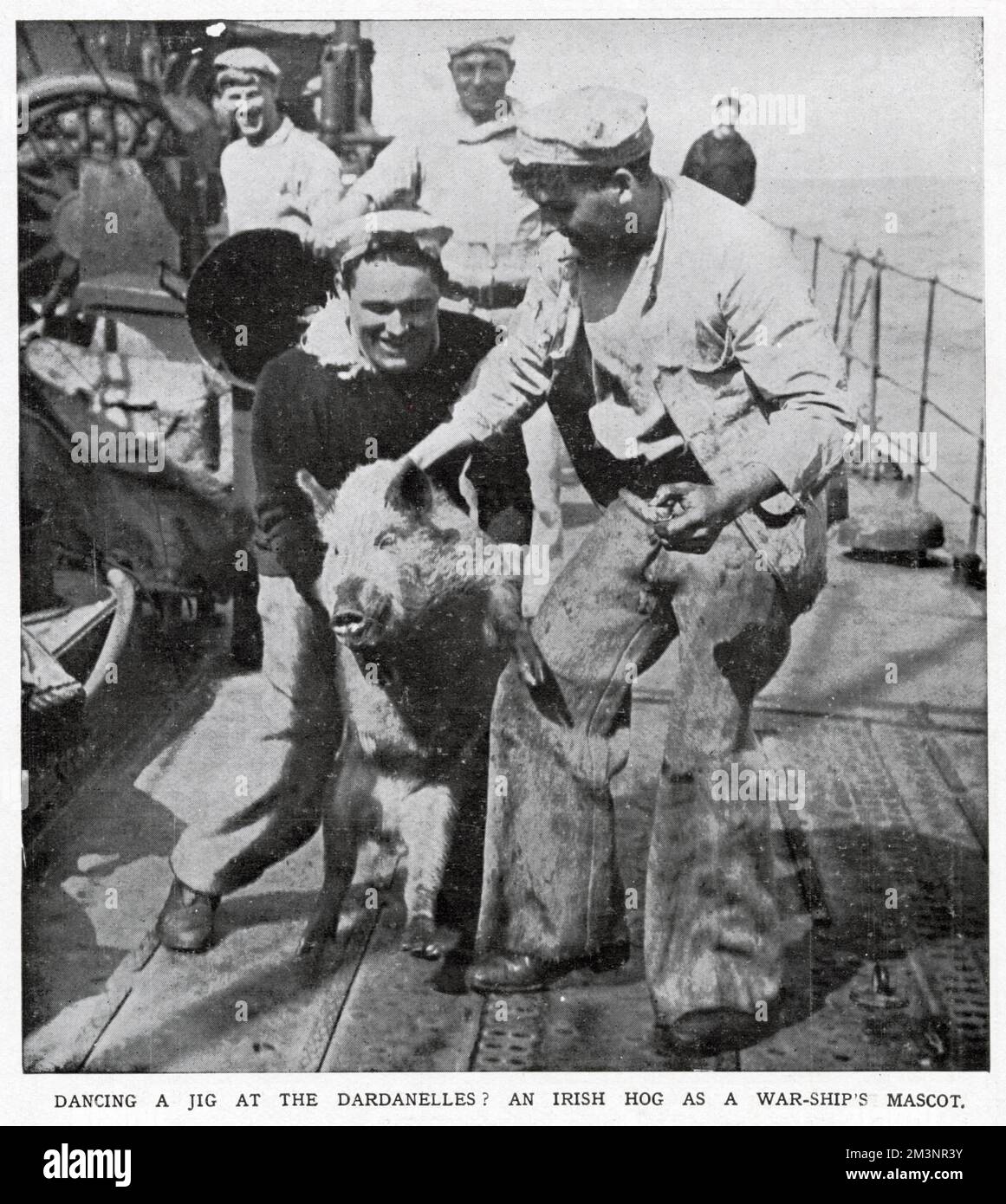 Una delle navi da guerra britanniche nei Dardanelli aveva un animale domestico insolito, una porca irlandese, di nome Dennis, che è visto nella fotografia tra i suoi nuovi compagni. Foto Stock