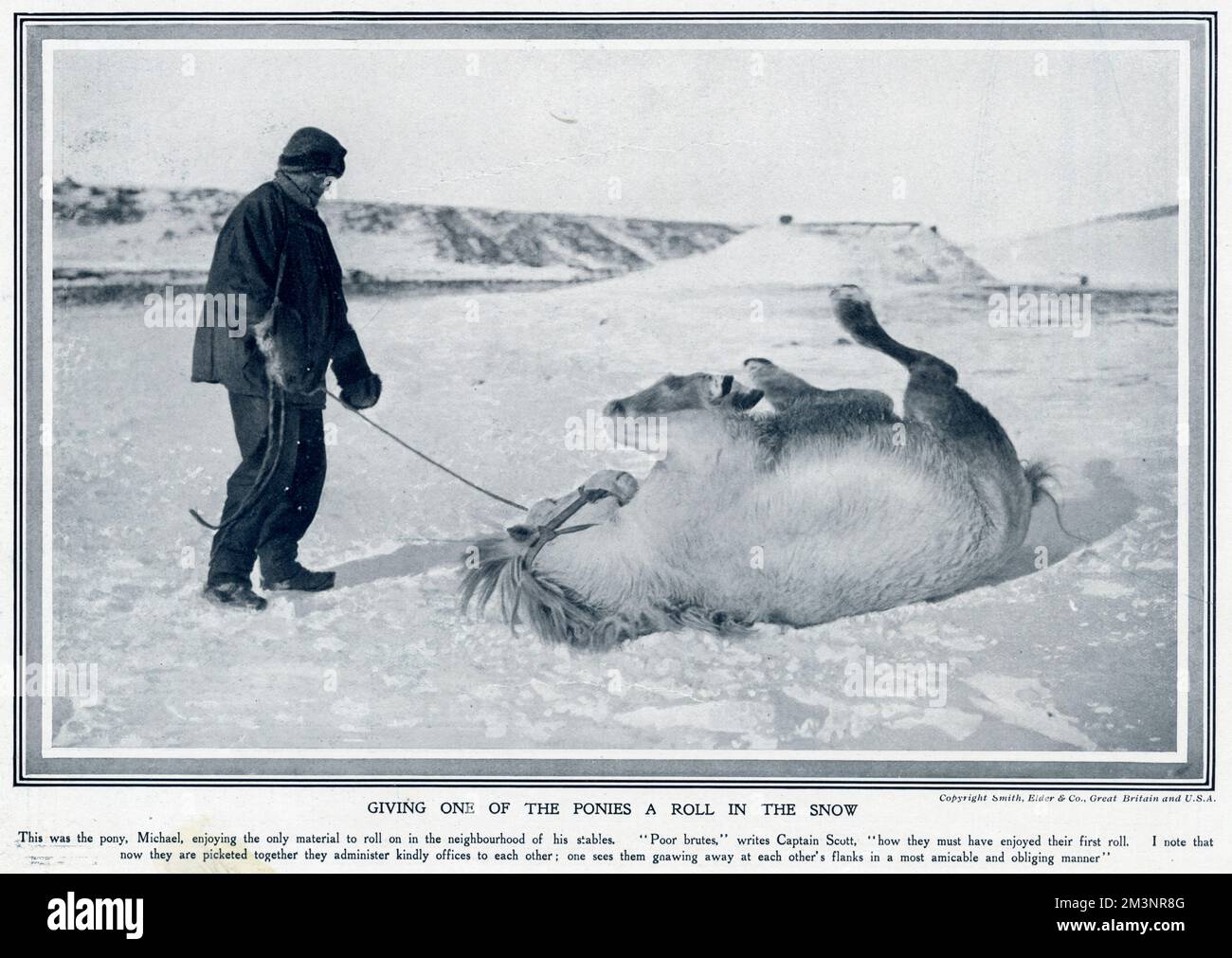 Michael il pony godendo un rotolare nella neve vicino alle sue scuderie in Antartide, durante la seccata spedizione polare Scott 1910 - 1912. Il capitano Scott scrisse dei pony nel suo diario, 'poveri bruti. Come devono aver goduto il loro primo tiro. Noto che ora sono riuniti insieme amministrano gentilmente gli uffici l'uno all'altro; uno li vede che si annientano le fande dell'altro in un modo più amichevole ed obbligante." Data: 1913 Foto Stock