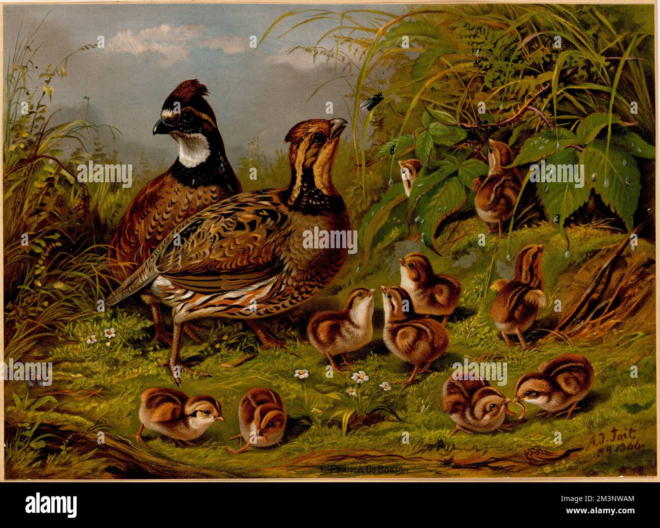 Quail , Quails. Louis Prang & Company Collection Foto Stock