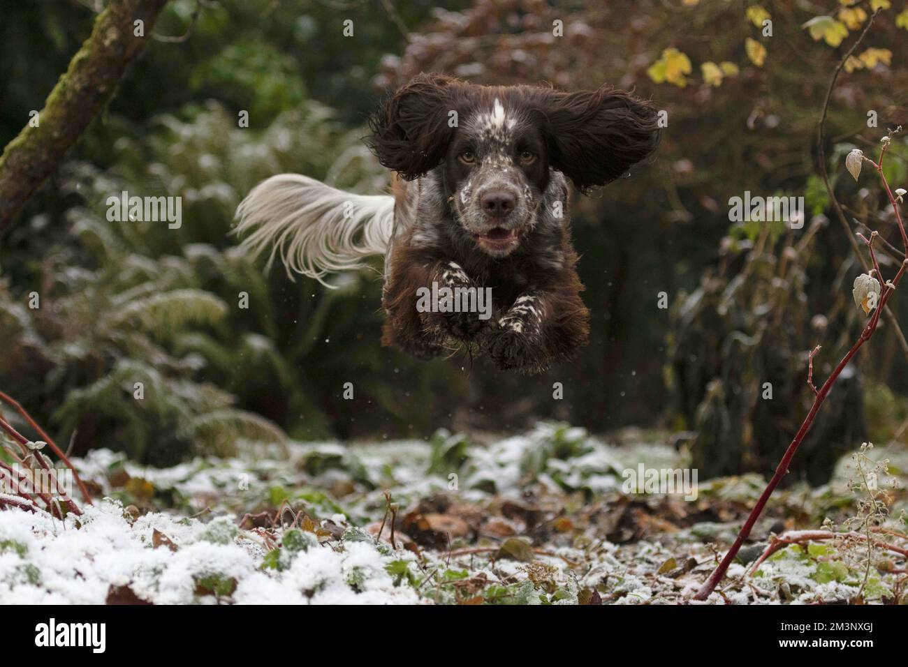 Cocker Spaniel cane saltando attraverso l'aria Foto Stock