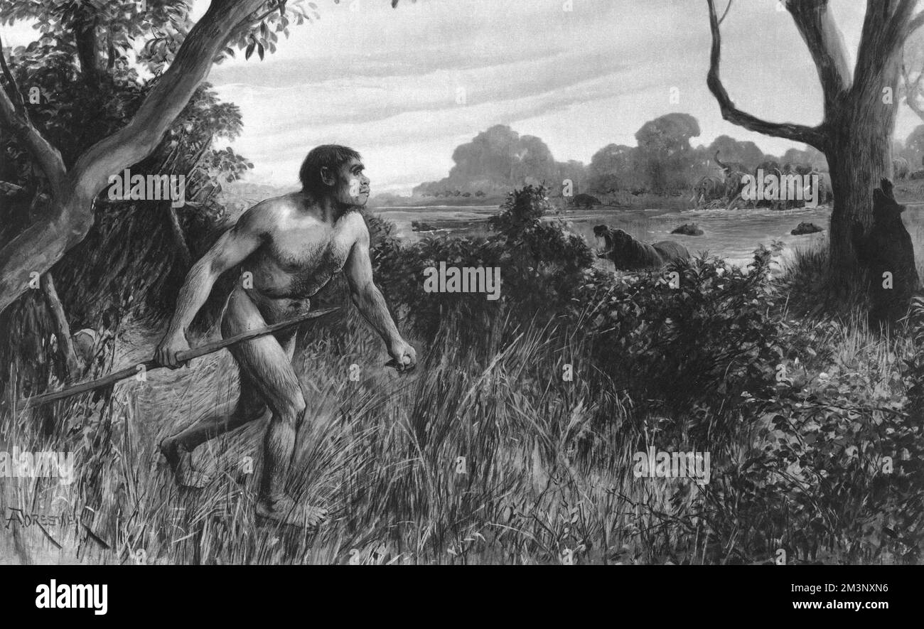 Piltdown Man, come immaginato dall'artista speciale Amedee Forestier di Illustrated London News, subito dopo la scoperta delle ossa fu resa pubblica nel 1912. Creduto essere il collegamento mancante fra l'uomo e la scimmia, la scoperta spettacolare è stata rivelata per essere una bufala elaborata in 1953. Foto Stock