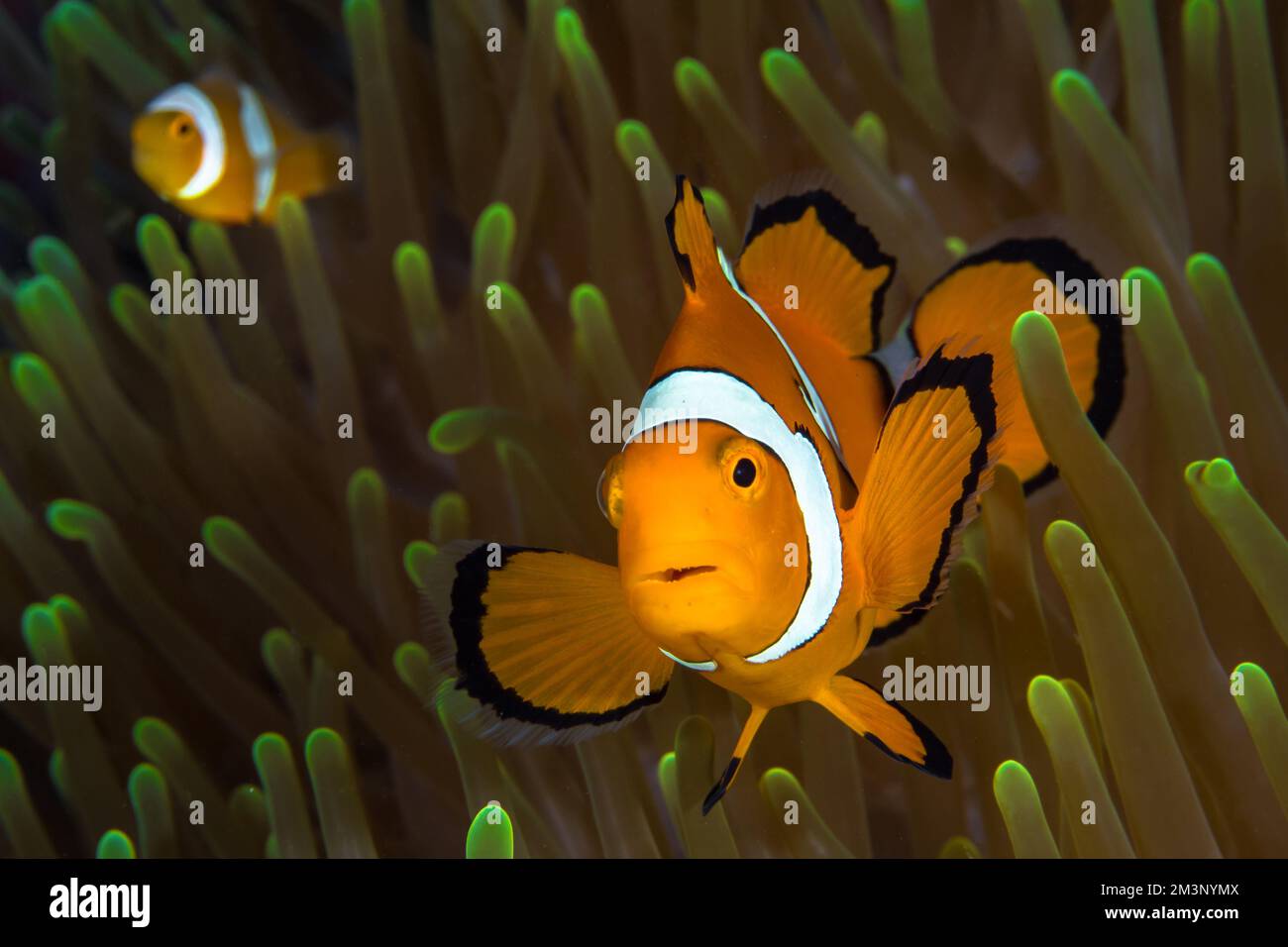Bellissimo pesce pagliaccio arancione sopra l'anemone Foto Stock