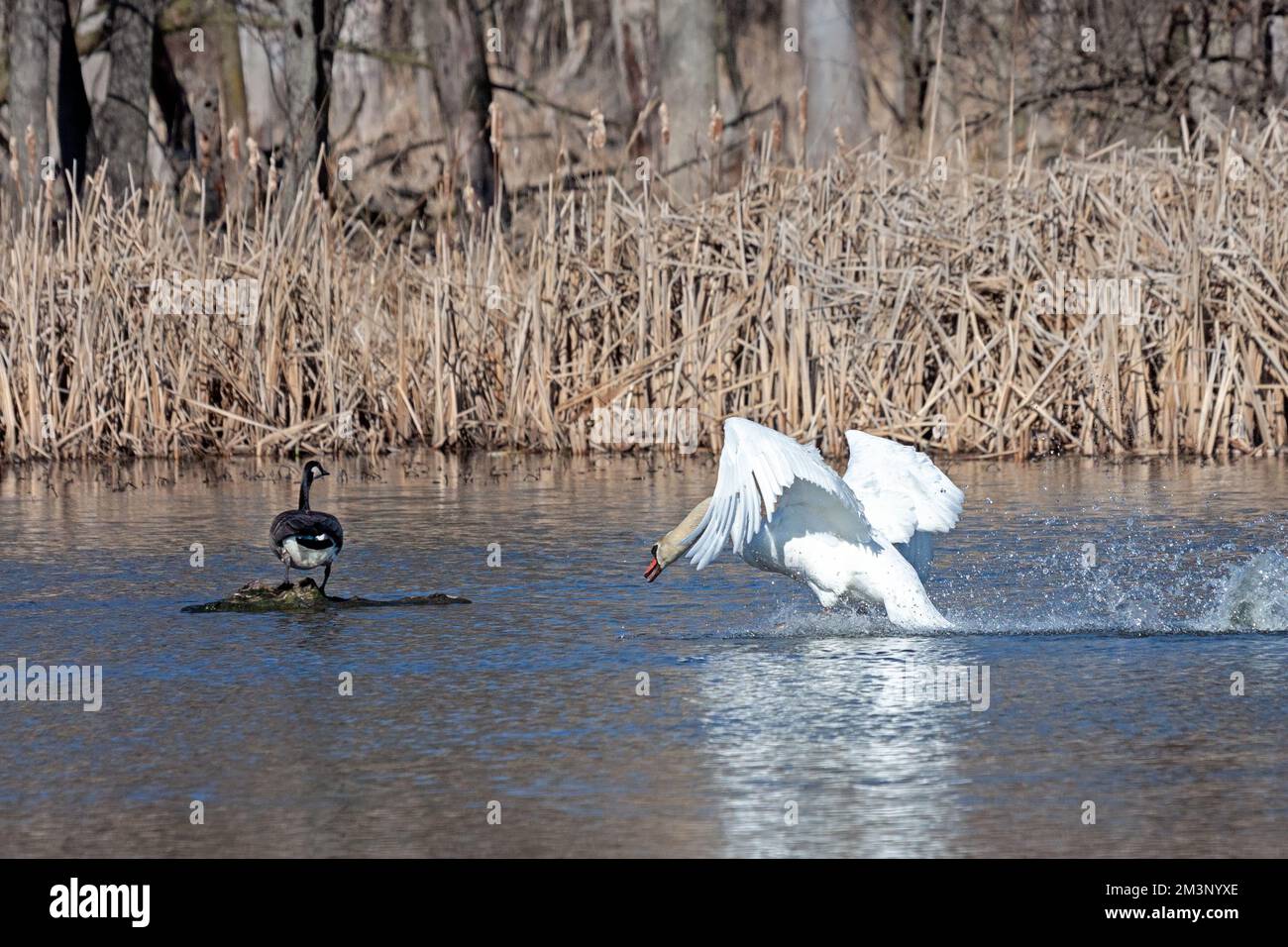 Un cigno muto attacca un'oca dall'avvicinarsi al suo nido. Foto Stock