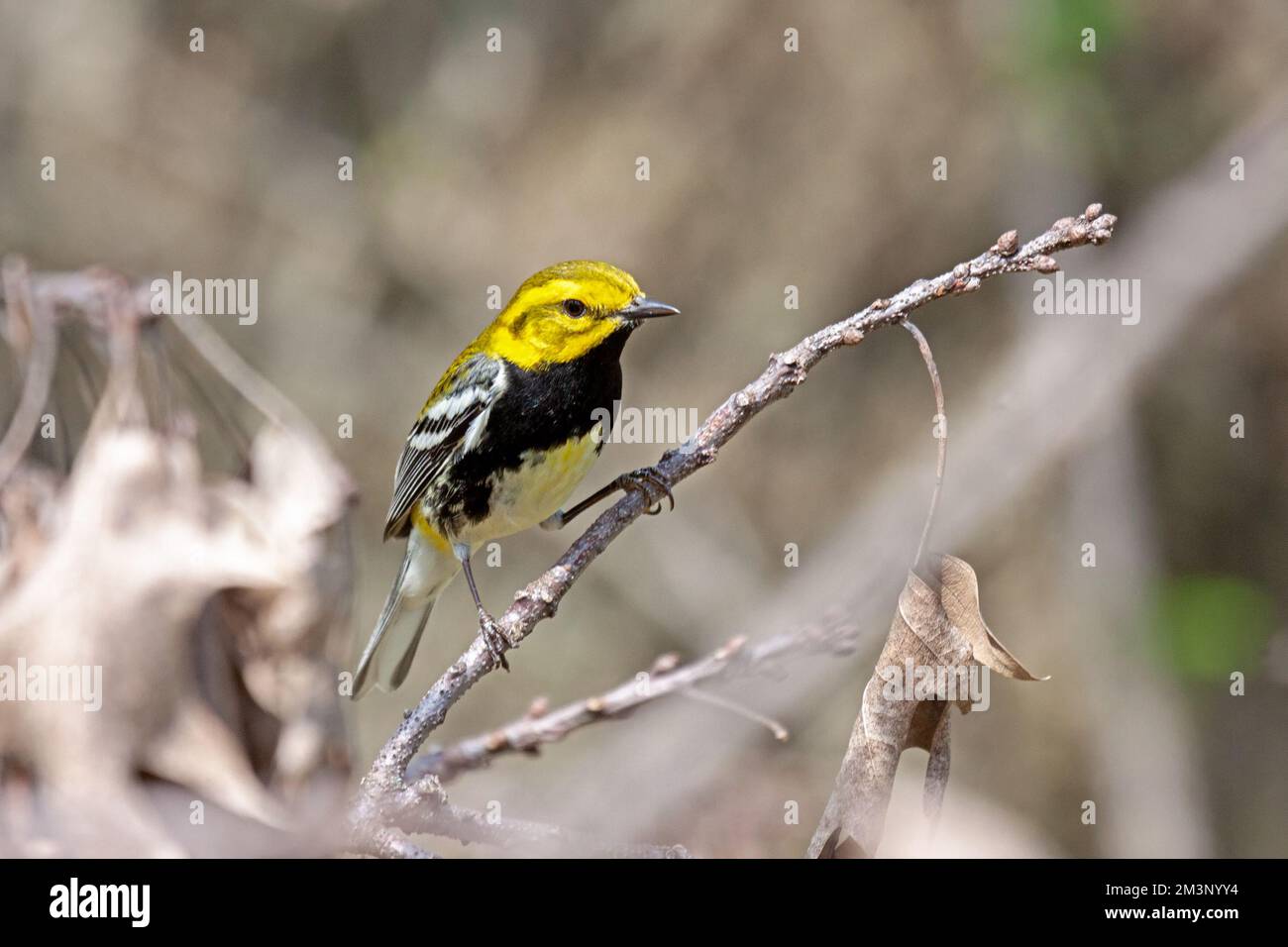 Warbler verde a gola nera cerca insetti nelle foglie morte del tetto dell'albero. Foto Stock