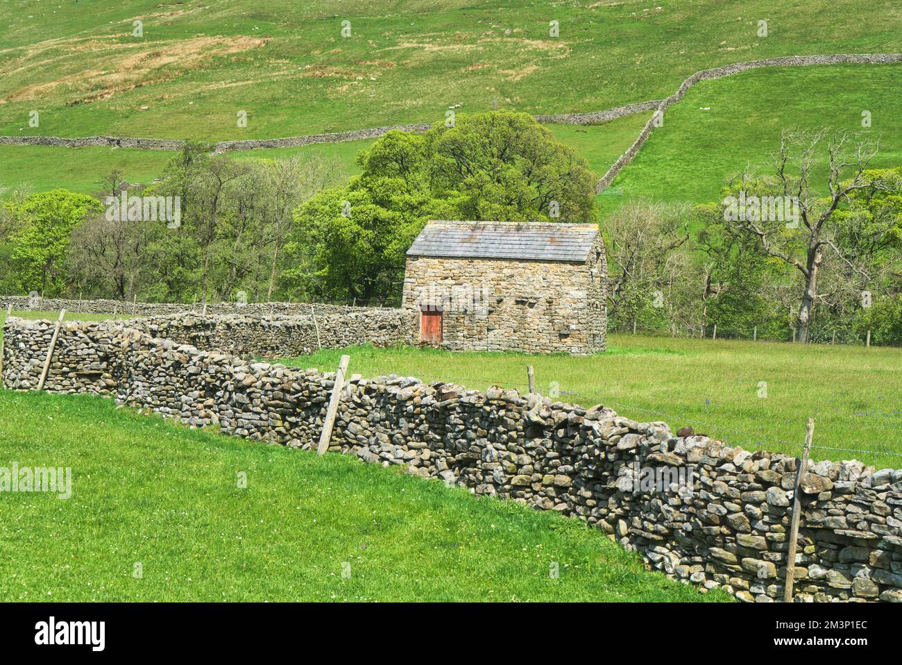 Guardando verso nord su terreni agricoli accanto al fiume Swale, Swaledale, tra Gunnerside e Muker, bel fienile, e pareti di pietra a secco modelli famosi. Accanto a r Foto Stock