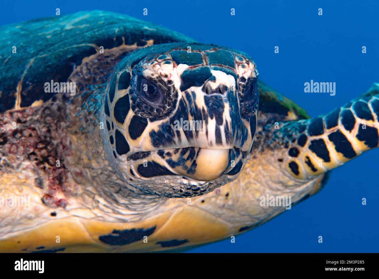 Primo piano ritratto di tartaruga Hawksbill - Eretmochelys imbricata Foto Stock
