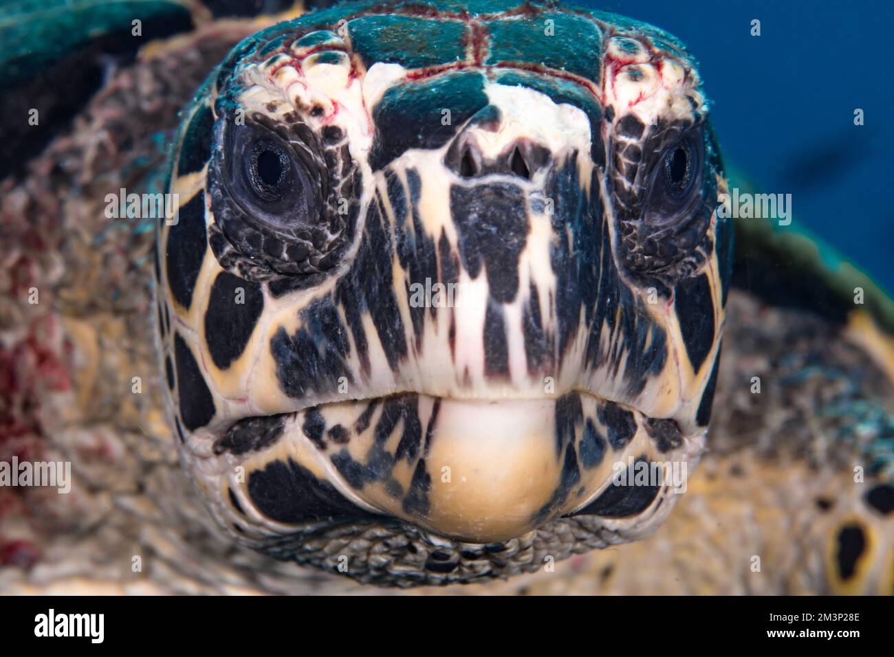 Primo piano ritratto di tartaruga Hawksbill - Eretmochelys imbricata Foto Stock