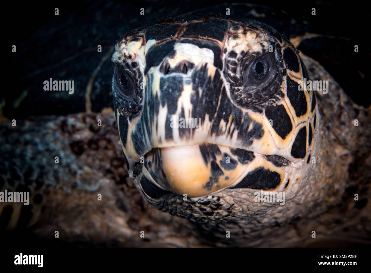 Primo piano ritratto di tartaruga Hawksbill - Eretmochelys imbricata Foto Stock