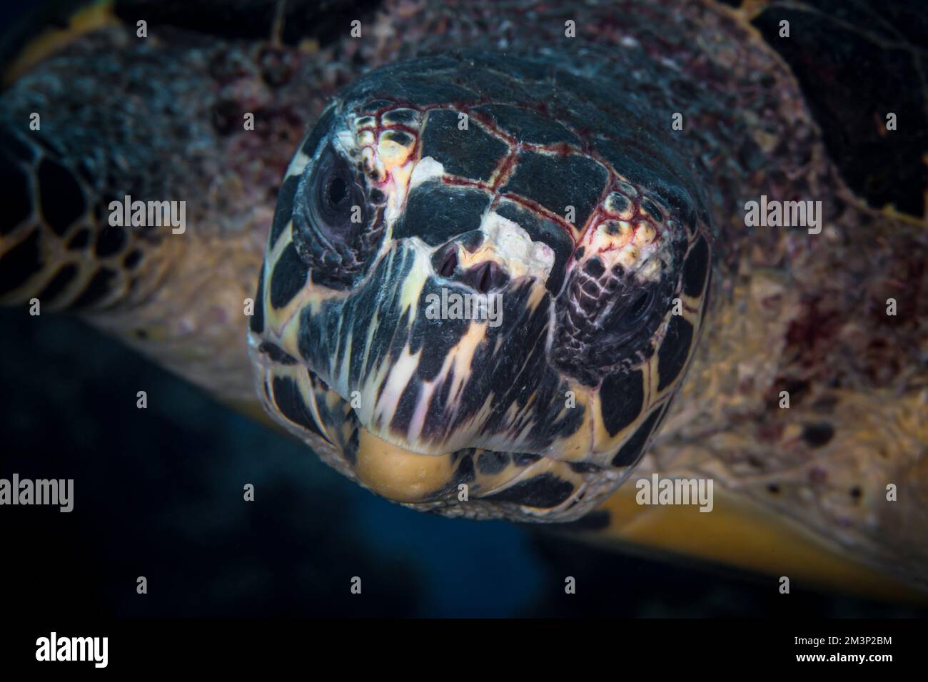 Primo piano ritratto di tartaruga Hawksbill - Eretmochelys imbricata Foto Stock