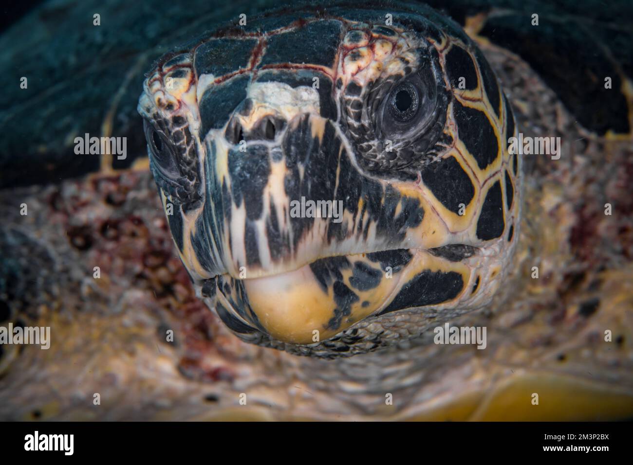 Primo piano ritratto di tartaruga Hawksbill - Eretmochelys imbricata Foto Stock