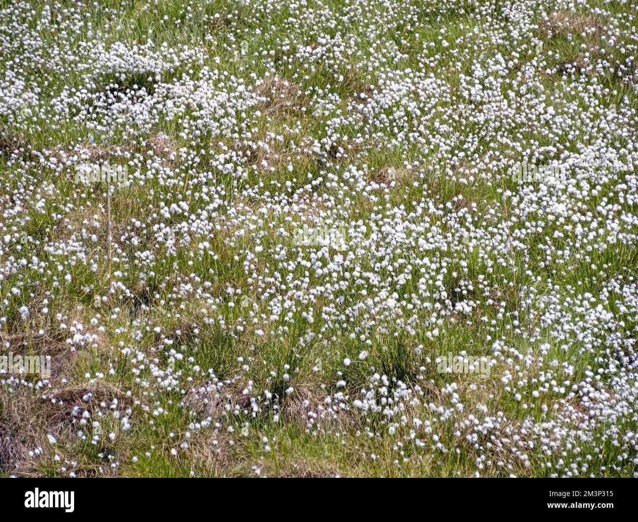 Erba di cotone fiorita (Eriophorum) in un paesaggio fossato nel Meclemburgo-Pomerania anteriore, Germania Foto Stock