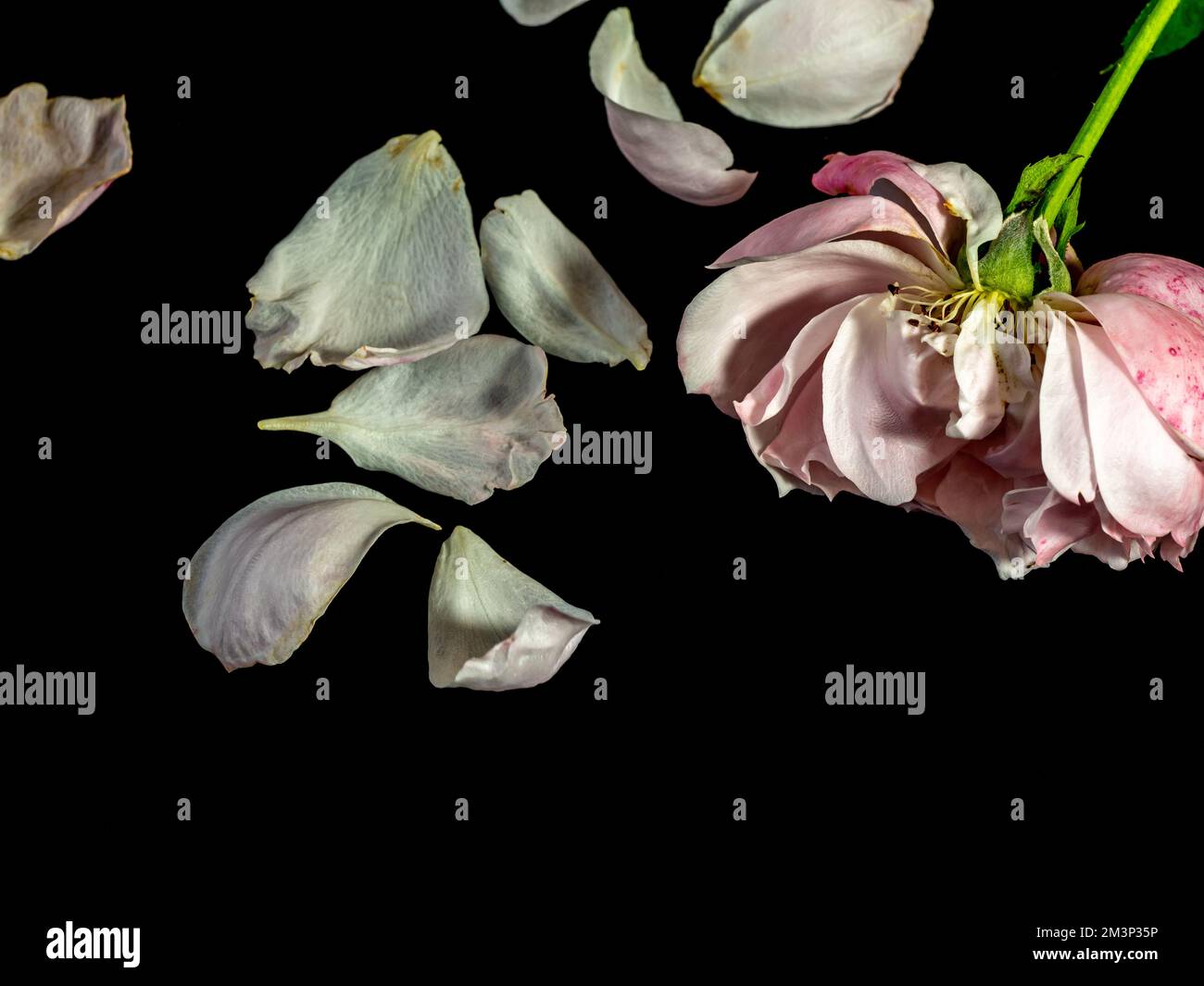 I petali feriti di un Plume appassito le rose giapponesi Foto Stock