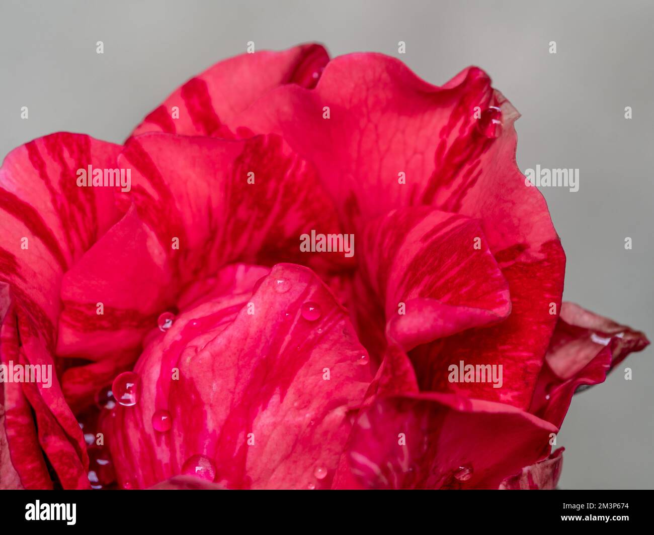 Primo piano delicato petali rossi di rosa intuizione come sfondo naturale Foto Stock