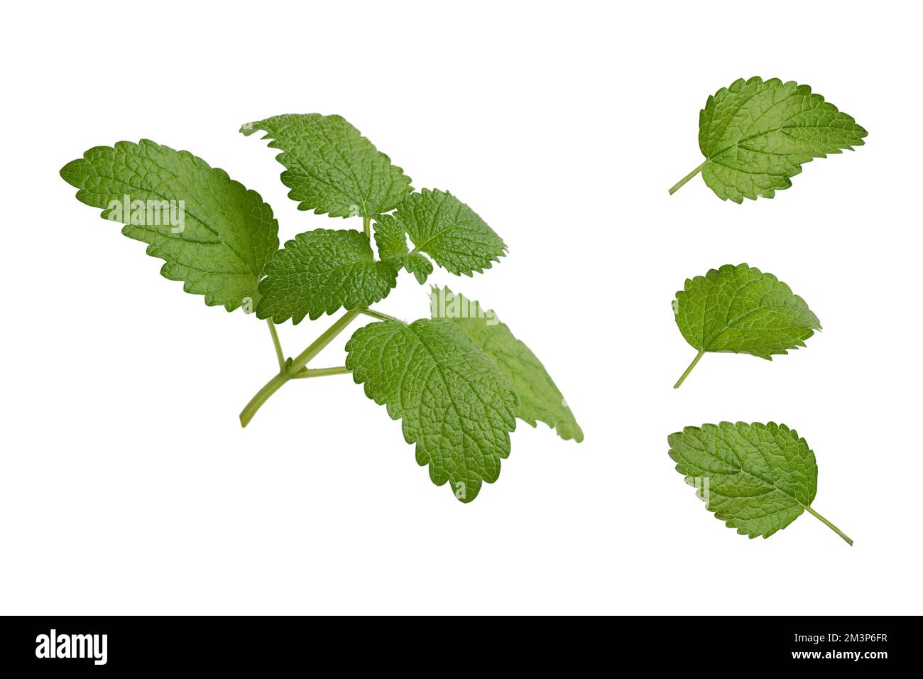 Le foglie di menta su sfondo bianco Foto Stock