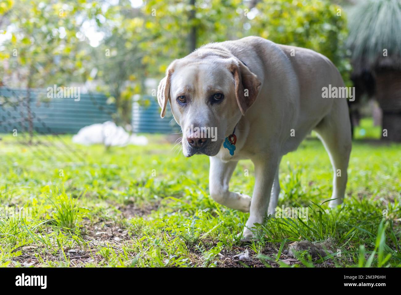 Un labrador bianco adulto con colletto a piedi su un prato verde Foto Stock