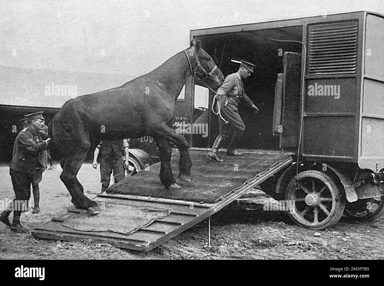 Un cavallo che viene portato in un'ambulanza presentata dalla RSPCA in un ospedale veterinario britannico in Francia durante la prima guerra mondiale. Data: 1916 Foto Stock