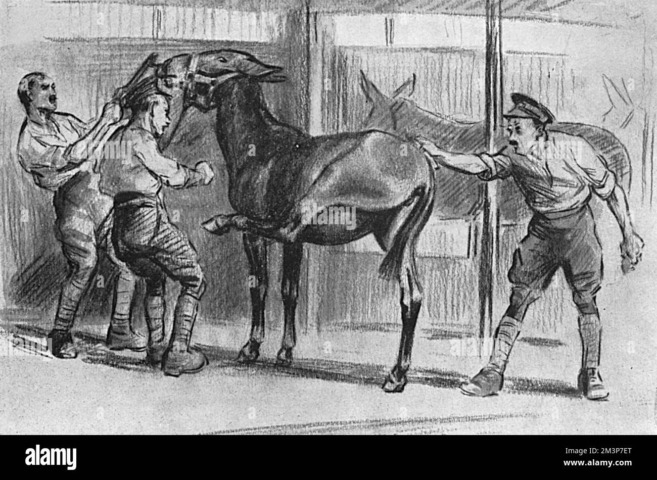 Tre soldati che lottano per sposare un mulo irruente nel suo stallo con uno di loro che brontola: "Nah tehn, 'gambe senza trito!" Data: 1916 Foto Stock