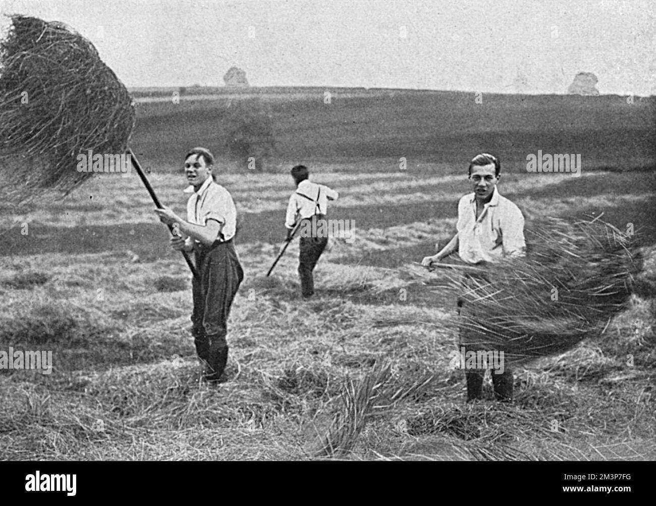 Tre dei trecento ragazzi del Marlborough College di Wiltshire che aiutano nei campi di fienili durante la prima guerra mondiale. Data: 1916 Foto Stock
