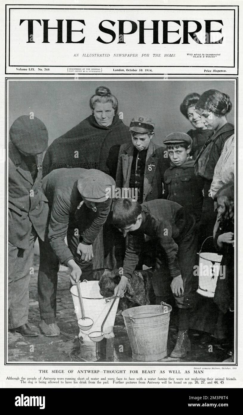 Assedio di Anversa, prima guerra mondiale, 1914 - animali accuditi Foto Stock