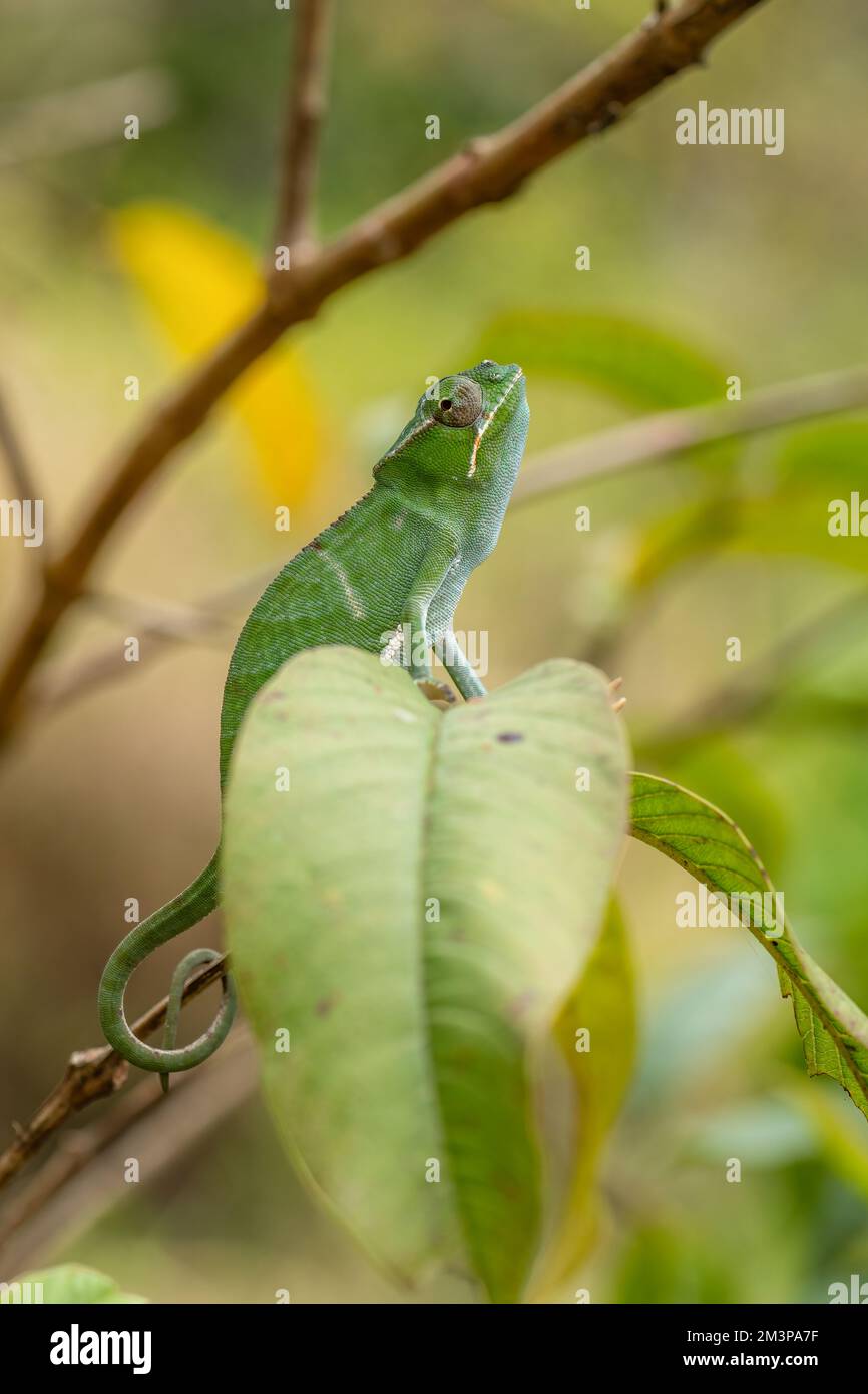 Chameleon - Furcifer bifidus, bel verde camaleonte endemica del Madagascar foreste. Foto Stock