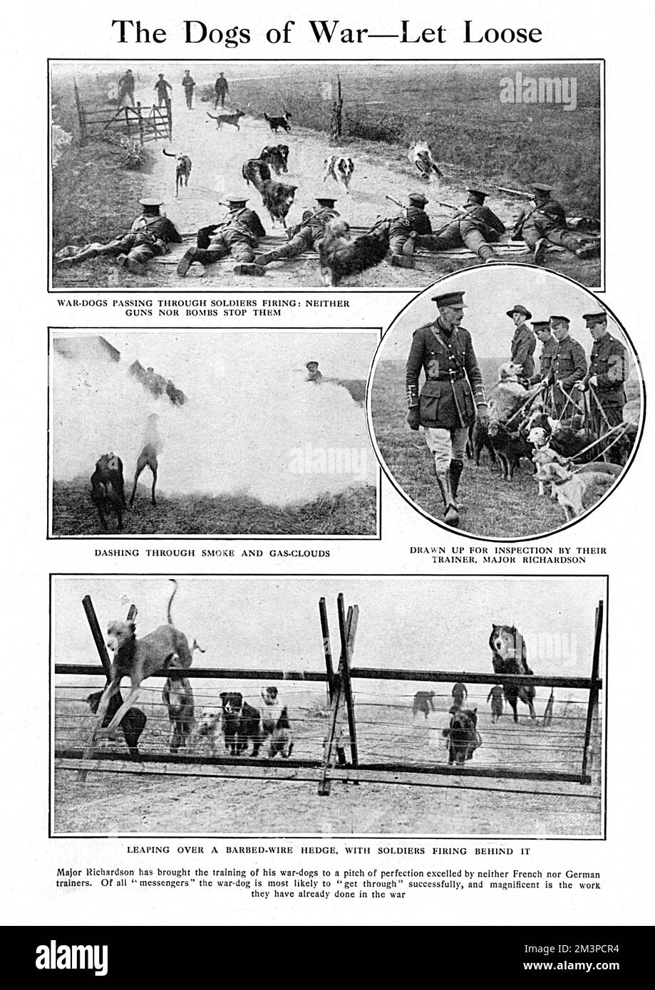 The Dogs of War - Let Look Foto Stock