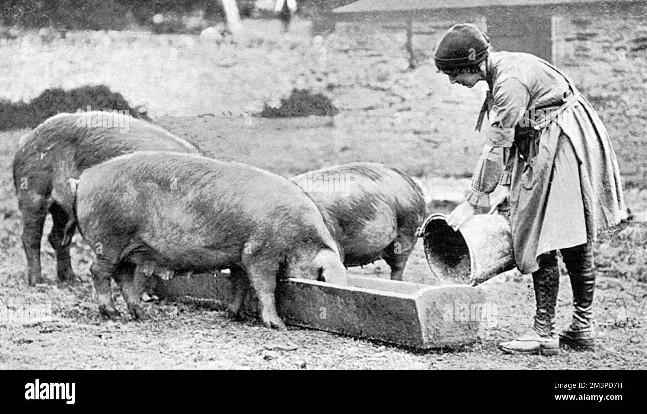 Matheson, romanziere, ma anche volontario nel quadro del programma di Land Service per le donne durante la prima guerra mondiale, ha mostrato di nutrire i maiali nella Home Farm vicino a Stoke Climsland, parte del Ducato di Cornovaglia. Data: 1917 Foto Stock