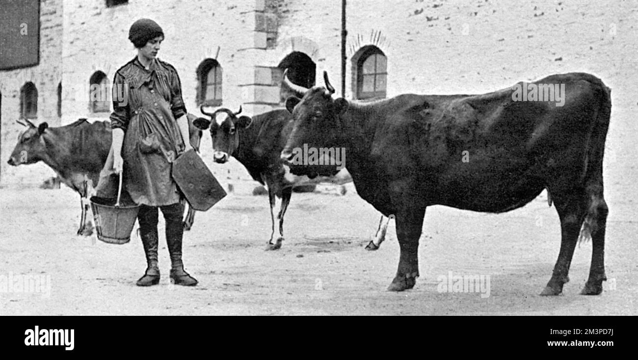 Matheson, romanziere, ma anche volontario dell'Esercito terrestre delle Donne durante la prima guerra mondiale, ha immaginato che le mucche si mungevano nella fattoria vicino al villaggio di Stoke Climsland, parte del Ducato reale di Cornovaglia. Data: 1917 Foto Stock