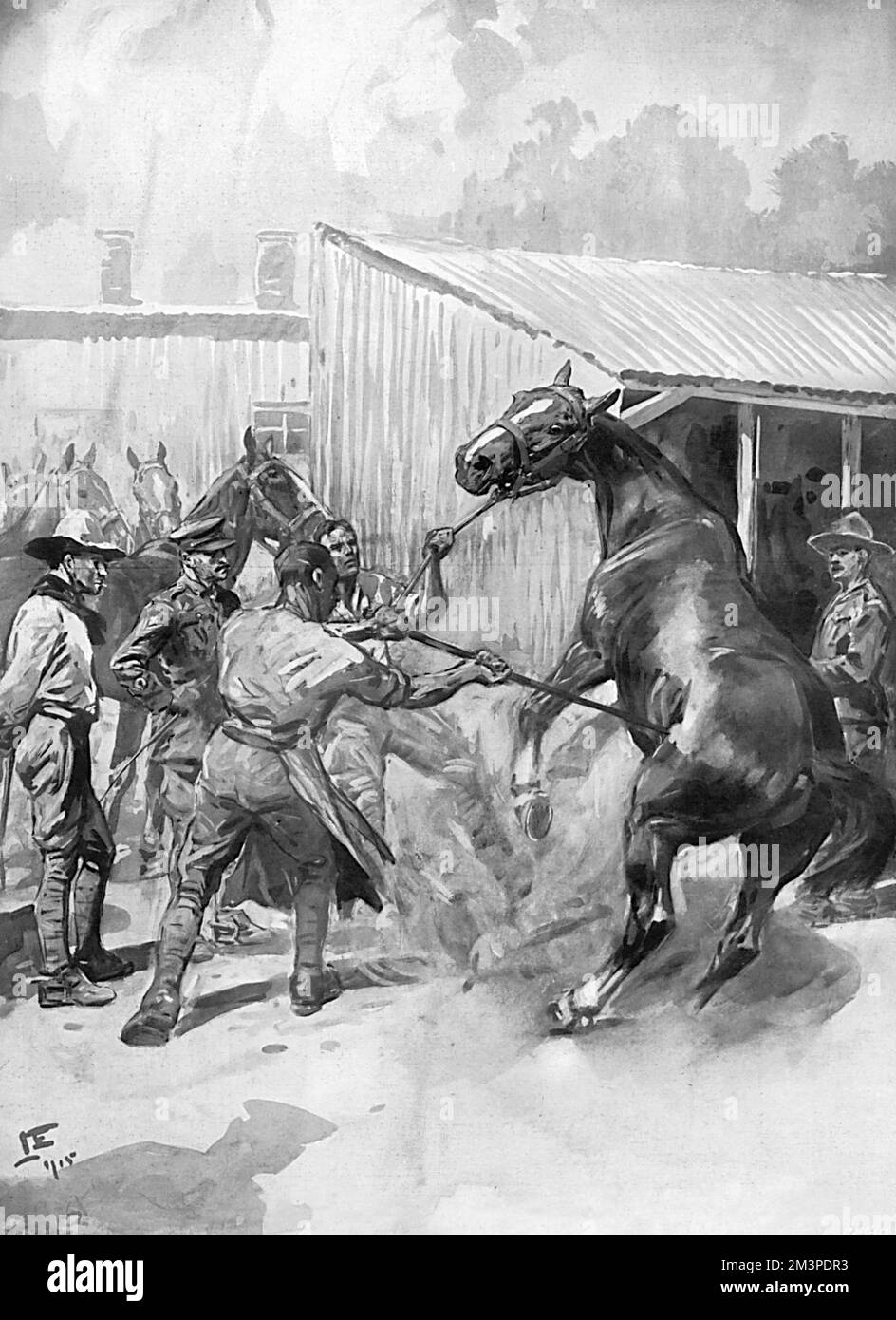 Cavalli di marca presso l'Army Remount Depot, WW1 Foto Stock