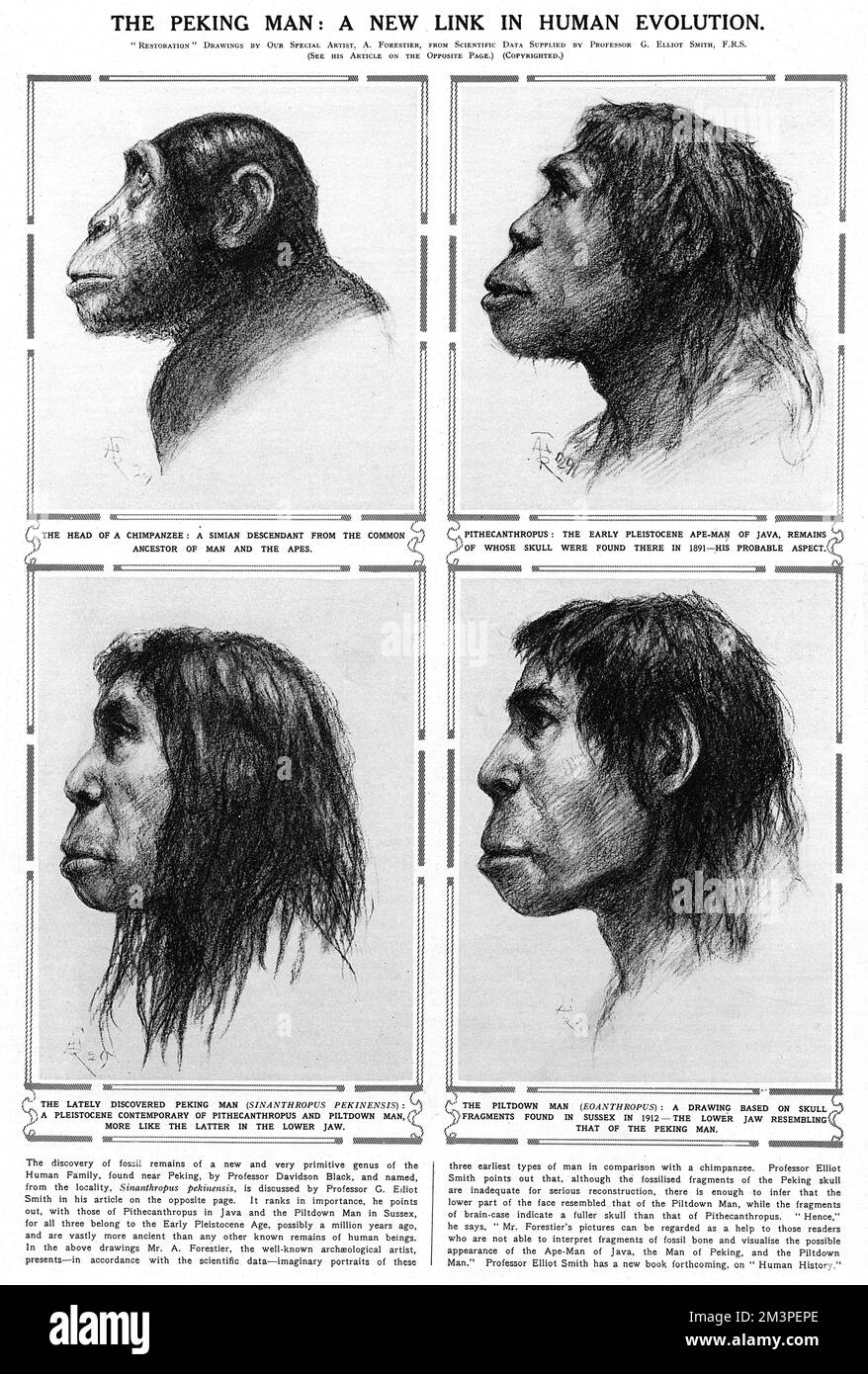 Peking Man Un nuovo legame nell'evoluzione umana. Scimpanzé, Pithecanthropus, Peking Man e Piltdown Man (in seguito mostrato come una bufala). Data: 1929 Foto Stock