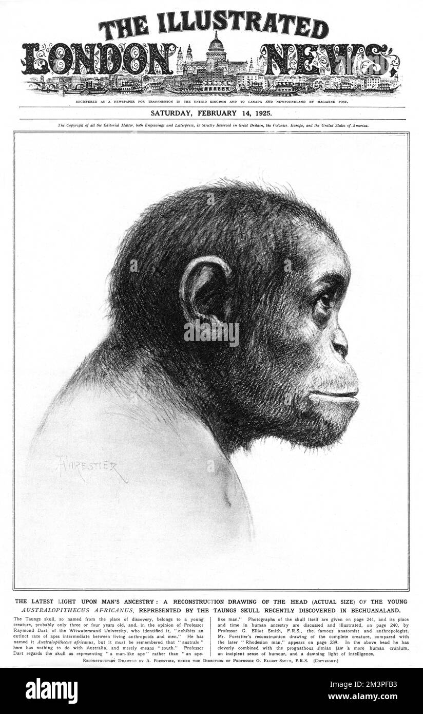 Disegno di ricostruzione della testa del giovane Australopithecus africanus, rappresentato dal cranio Taungs scoperto a Bechuanaland. Data: 1925 Foto Stock