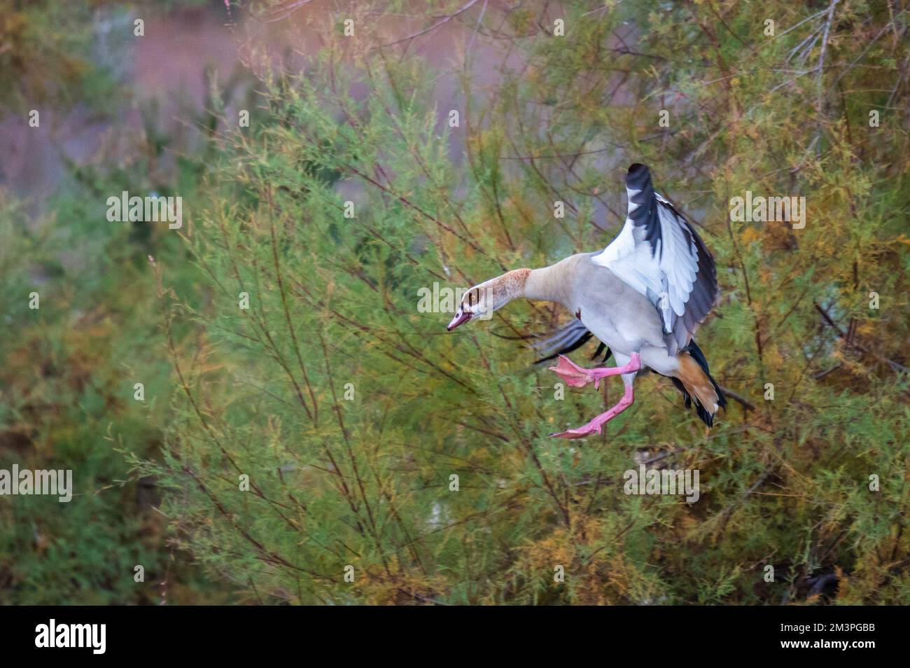 Un'oca egiziana (Alopochen aegyptiaca) che vola con le sue ali spalancate e che si avvicina per l'atterraggio durante un giorno d'autunno. Foto Stock