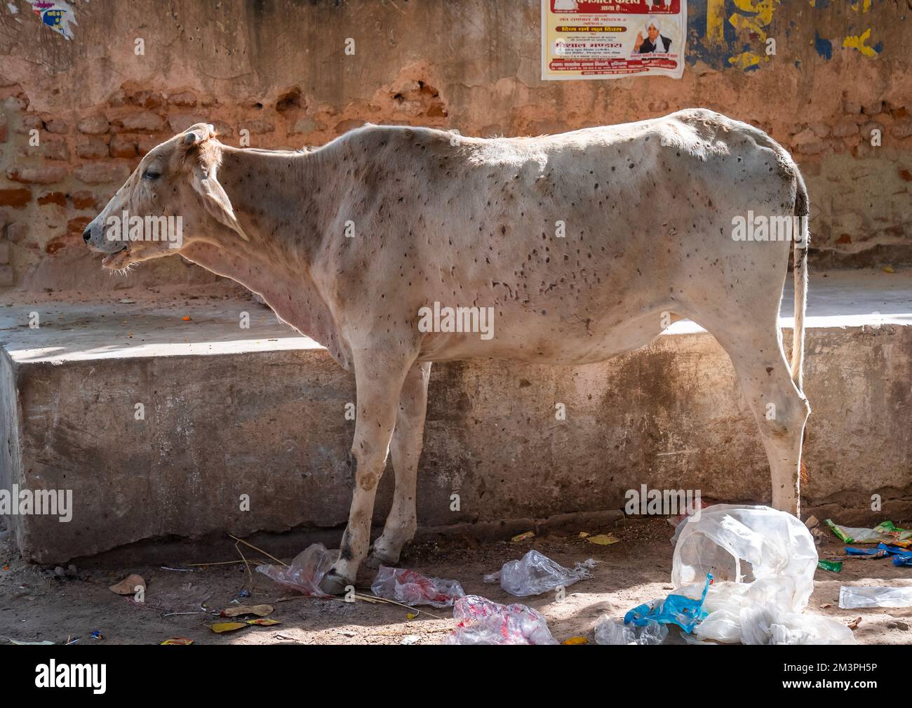 Mucca con malattia della pelle grumosa, Rajasthan, Nawalgarh, India Foto Stock
