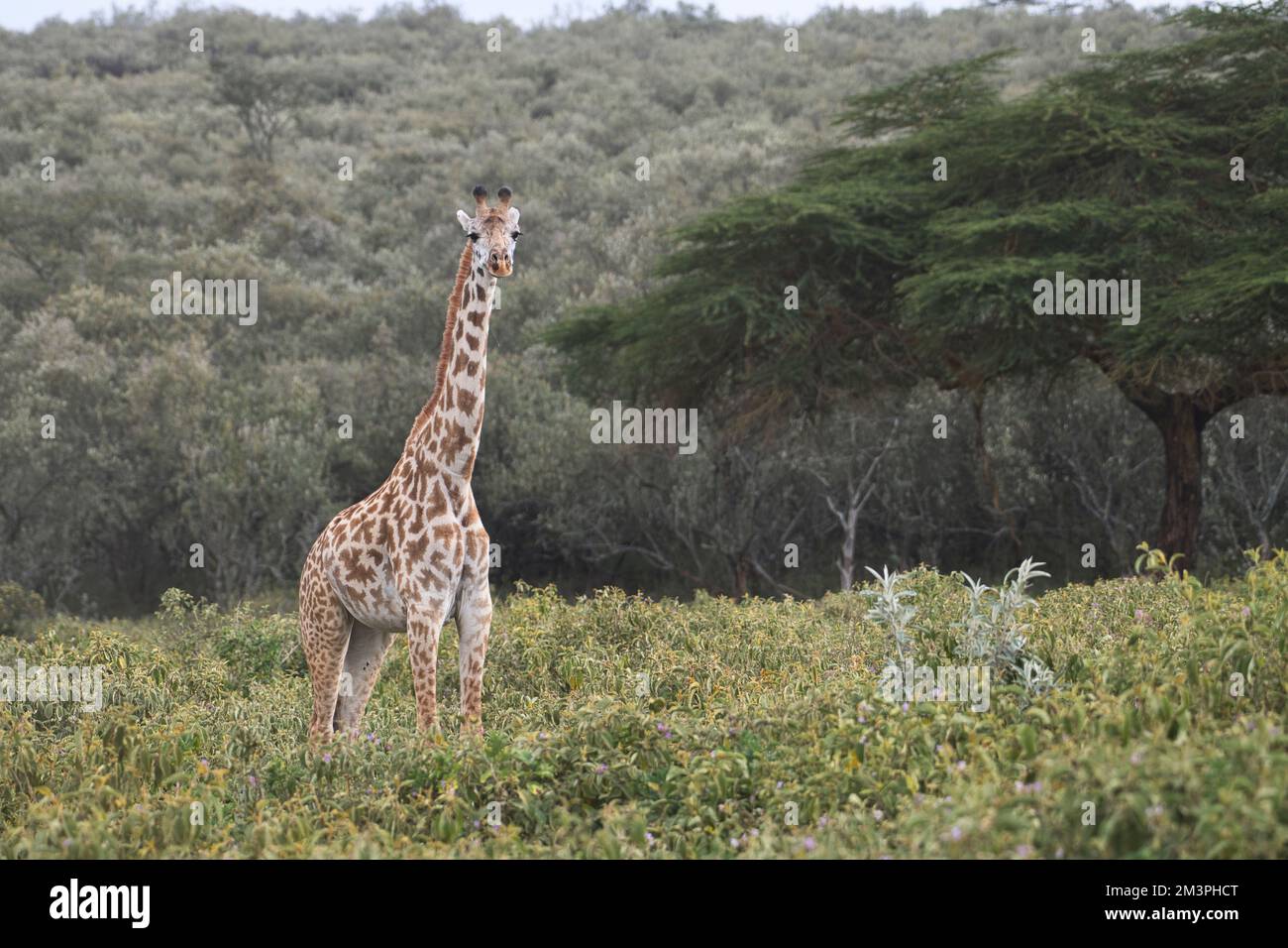Giraffa Masai (Giraffa camelopardis) Foto Stock