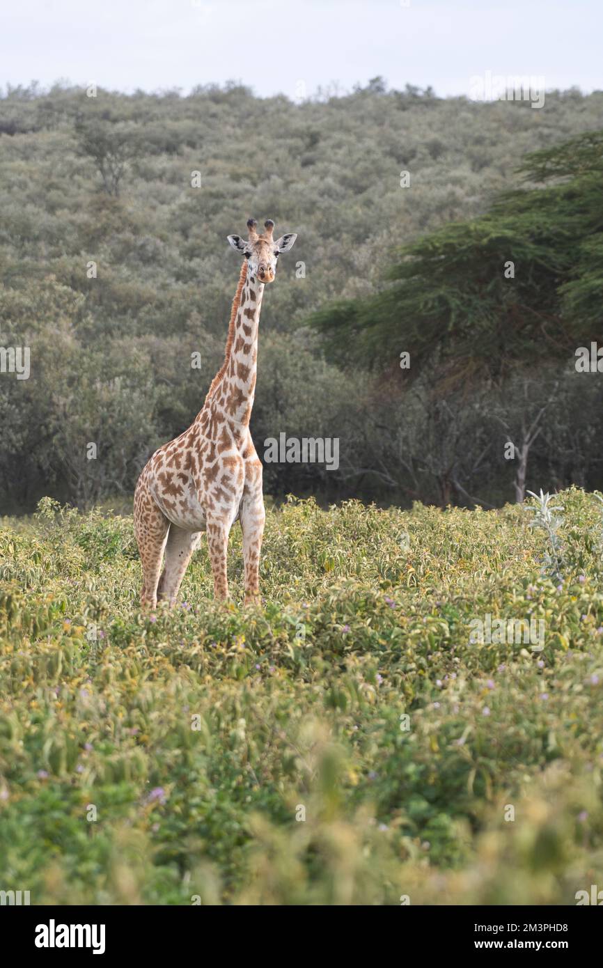 Giraffa Masai (Giraffa camelopardis) Foto Stock