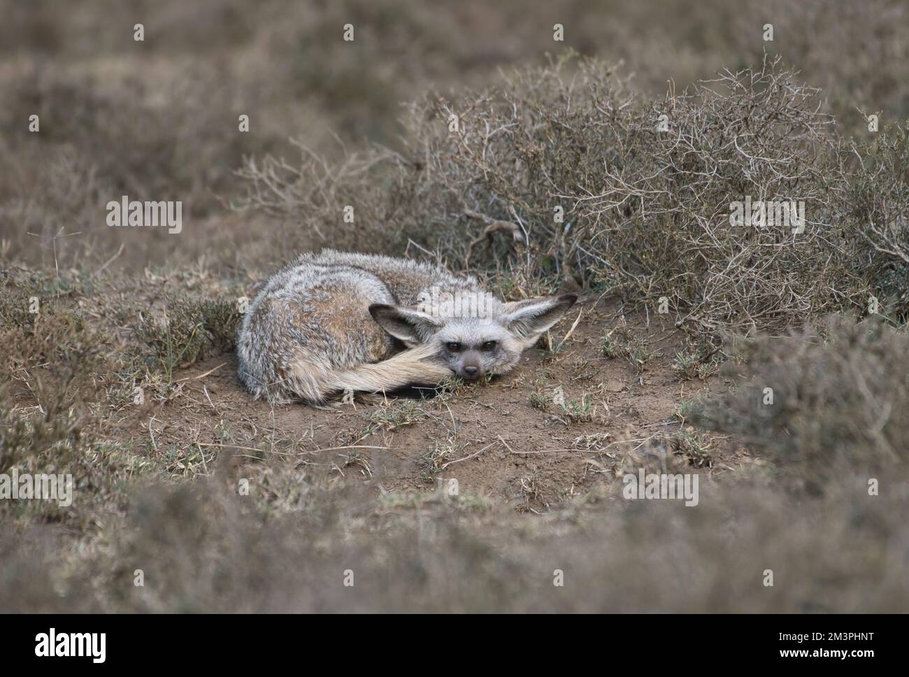 Volpe dalle orecchie di pipistrello (megalite di Otocion) che riposa fuori dalla tana in prima serata Foto Stock