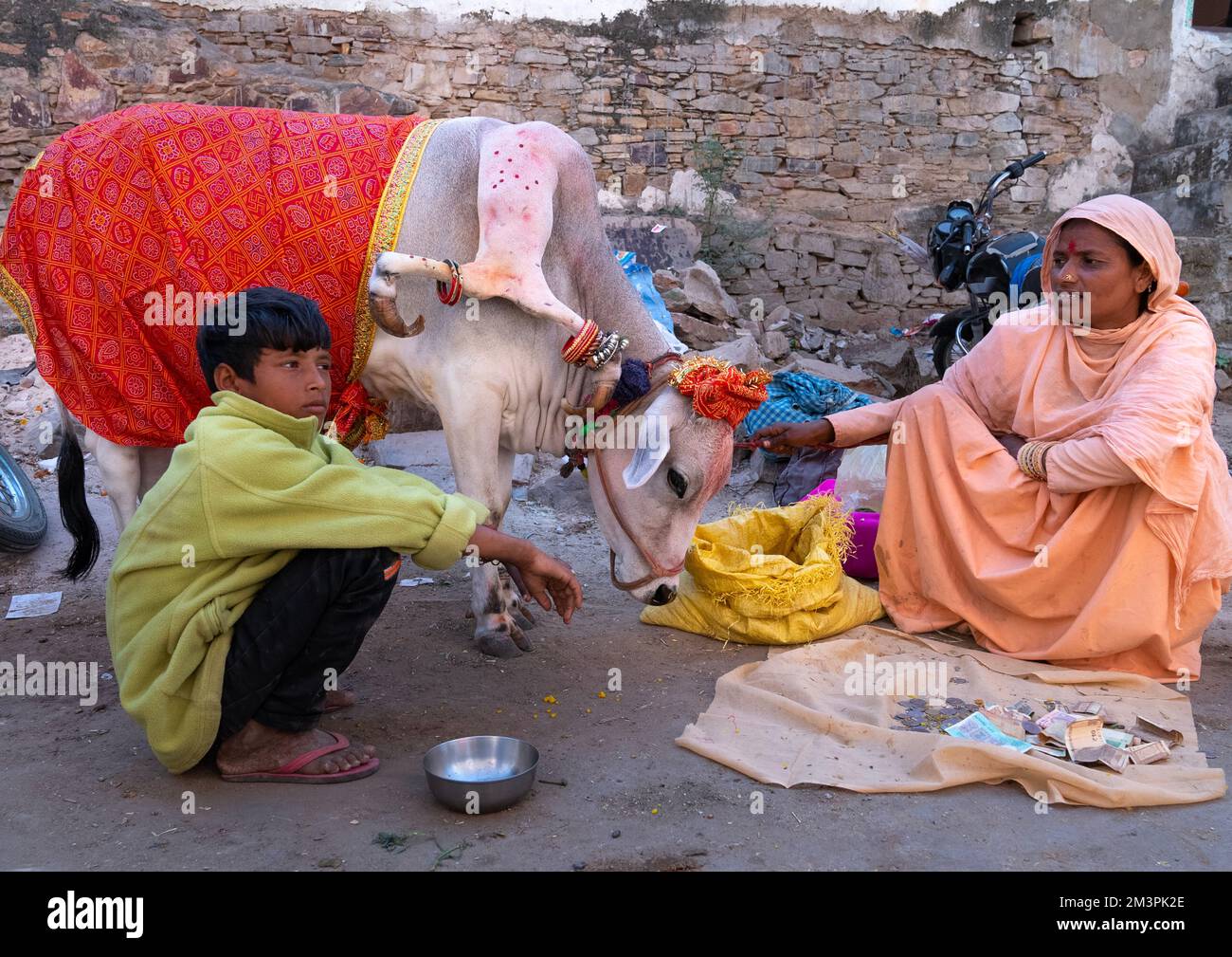 Mucca sacra e deformata con sei gambe durante il festival, Rajasthan, Pushkar, India Foto Stock