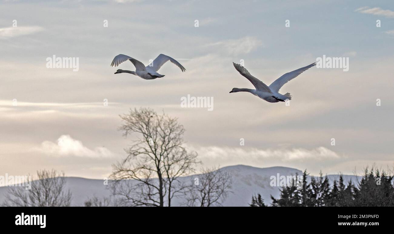 Duddingston Loch, Edimburgo, Scozia. REGNO UNITO. 16th dicembre 2022. Muto cigni e altri uccelli acquatici ancora basandosi su alimentazione supplementare da persone locali come l'acqua congelata continua a coprire la maggior parte del lago tranne la piccola sezione di acqua aperta. La temperatura è salita a 4 gradi per la prima volta in più di una settimana e il tempo più mite previsto nel fine settimana. Nella foto: Due cigni muto con le colline di Pentland innevate sullo sfondo volano sopra il lago per un certo tregua dalle condizioni congelate. Credit: ArchWhite/alamy live news. Foto Stock