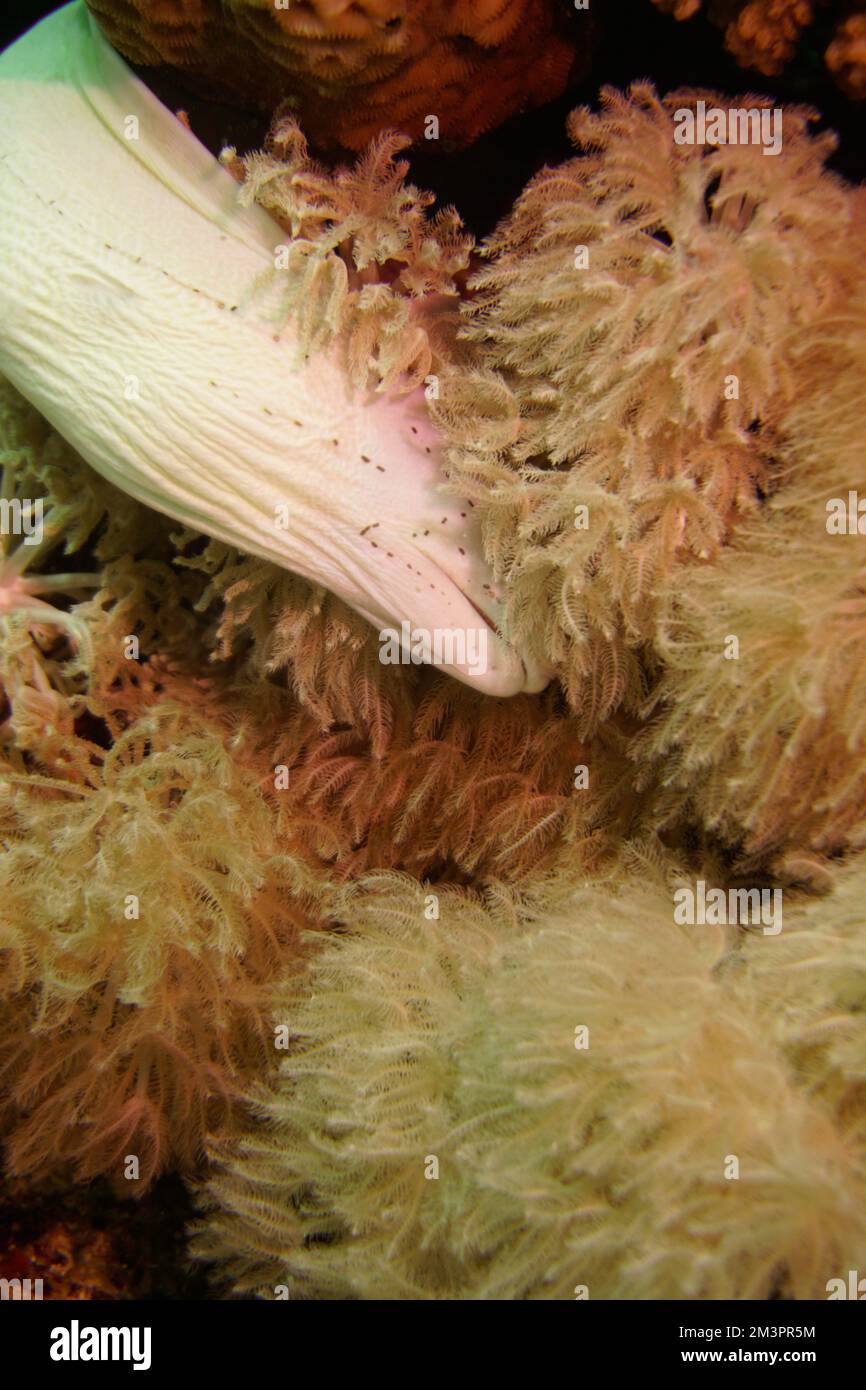 Una bella muraglia macchiata anguilla nella colorata barriera corallina. Scuba Diving fotografia subacquea Foto Stock