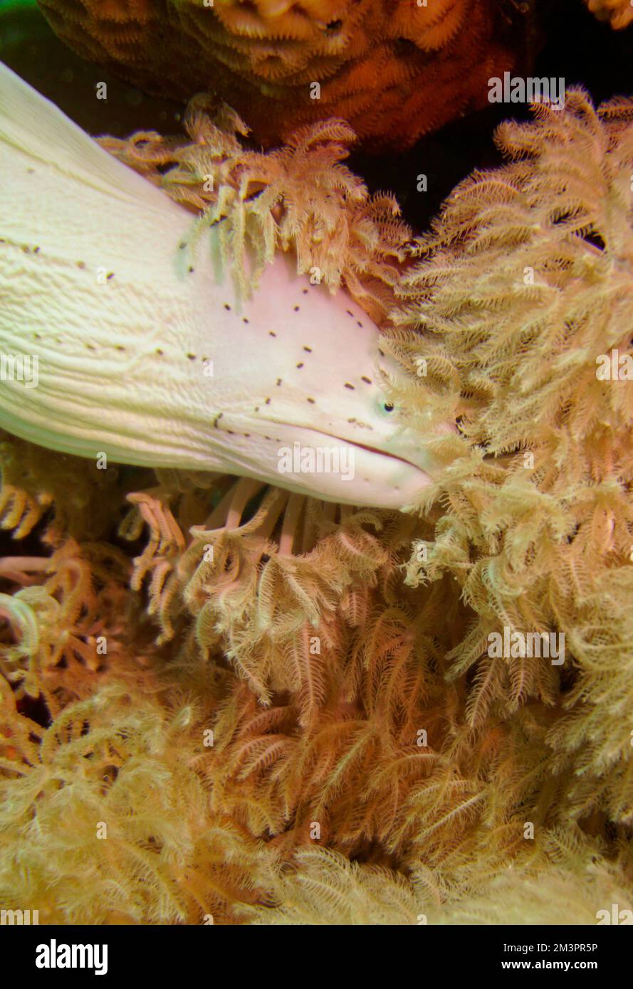 Una bella muraglia macchiata anguilla nella colorata barriera corallina. Scuba Diving fotografia subacquea Foto Stock