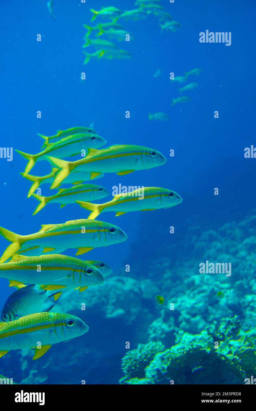 Bel pesce di capra, pesce di capra nuotare nel Mar Rosso in Egitto. Acqua blu. Rilassato, Hurghada, Sharm El Sheikh, animale, immersioni subacquee, oceano, Sott'acqua Foto Stock Bel pesce di capra, pesce di capra nuotare nel Mar Rosso in Egitto. Acqua blu. Rilassato, Hurghada, Sharm El Sheikh, animale, immersioni subacquee, oceano, Sott'acqua Foto Stock