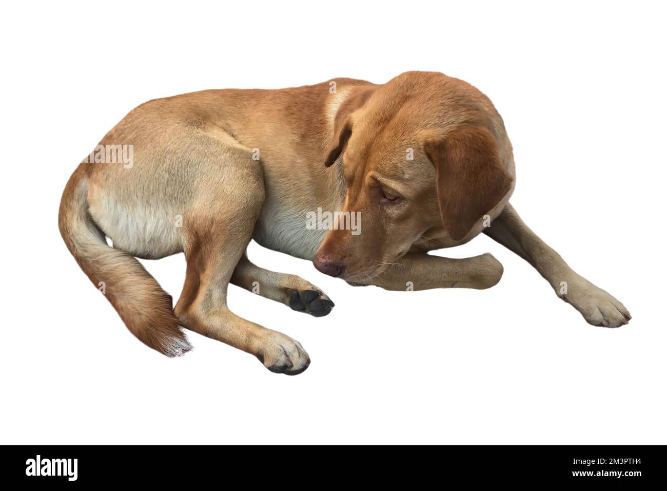 Cane marrone su sfondo bianco isolato Foto Stock